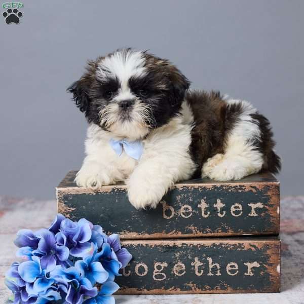 Turbo, Shih Tzu Puppy